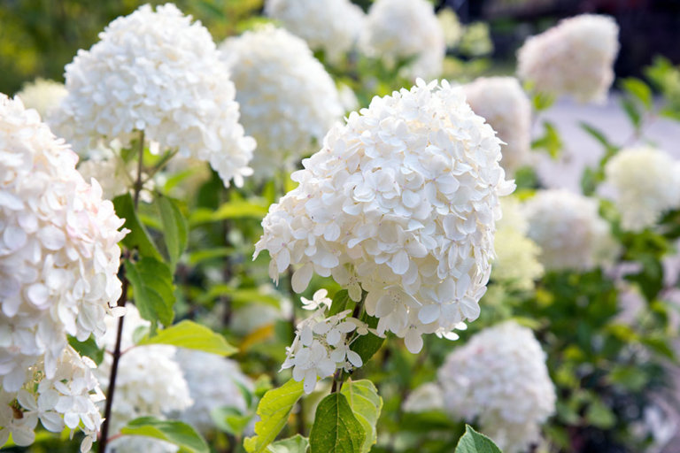 Hydrangeas | Everything You Need to Know | Hursthouse